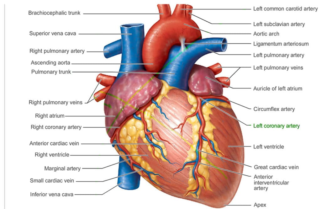 Heart anatomy with labelled external structures