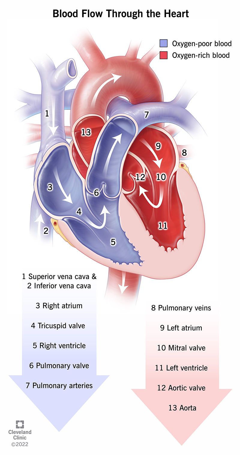Blood flow through the heart with atria, ventricles, valves and great vessels