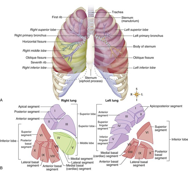 2D explanatory diagram of the lungs with lobes, bronchi and segments