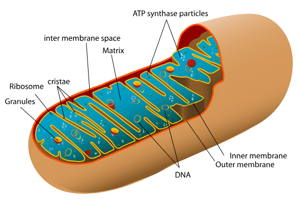2D explanatory diagram of a mitochondrion