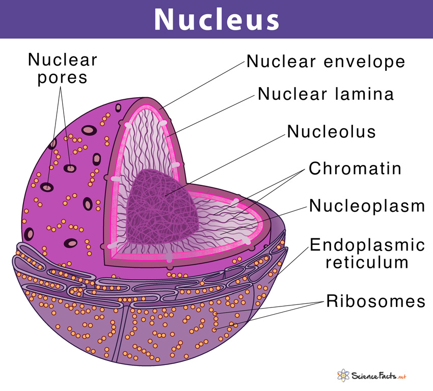 2D explanatory diagram of a nucleus